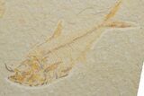 Multiple Fossil Fish (Diplomystus) Plate - Wyoming #217564-1